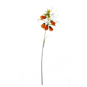 Keizerskroon | 85 cm | oranje