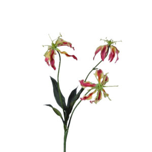 Gloriosa | 51 cm | geel rood