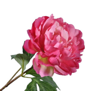 Pioenroos | 57 cm | donker roze