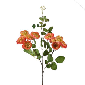 Roos | Rozen tak | 64 cm | zalm