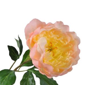 Pioenroos | 59 cm | roze geel