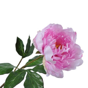 Pioenroos | 59 cm | licht roze