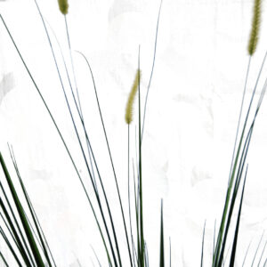 Siergras | 140 cm | groen creme