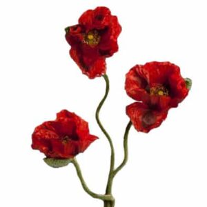 Klaproos | 72 cm | rood | Grote papaver x 3
