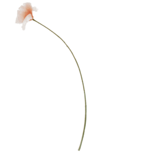 Klaproos | 82 cm | licht roze