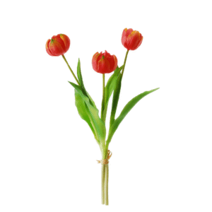 Pioentulpen | 39 cm | fuchsia | bosje van 3