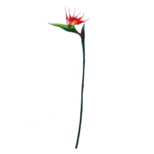 Strelizia | 80 cm | oranje paars fuchsia