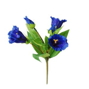 Kochs Gentiaan | 19 cm | donkerblauw