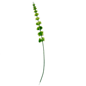 Molucella laevis | 77cm | groen