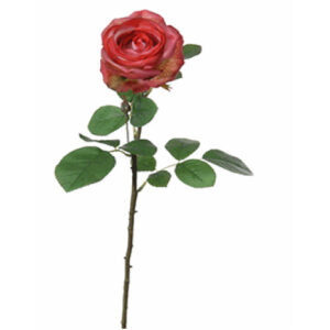 Roos | 68 cm | rood creme