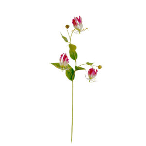 Gloriosa | 80 cm | cerise