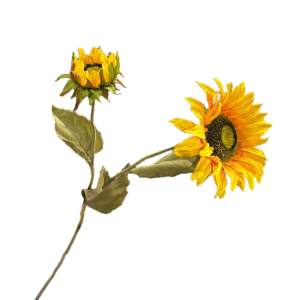 Zonnebloem | 69 cm | geel | 2 bloemkoppen