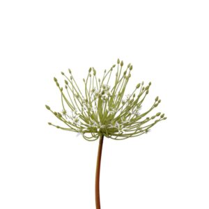Allium Schubertii | 53 cm | wit