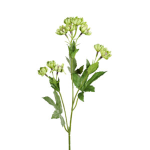 Astrantia | 60 cm | groen