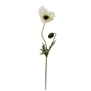 Klaproos | 87 cm | wit | Grote papaver met een knop