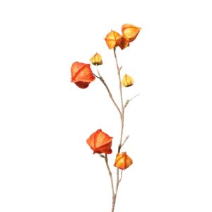 Physalis tak | 75 cm | oranje