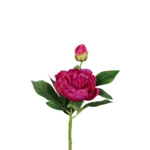 Pioenroos met een bloem en een knop | 36 cm | fuchsia roze