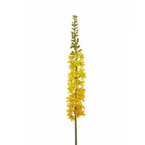 Eremurus | 94 cm | geel