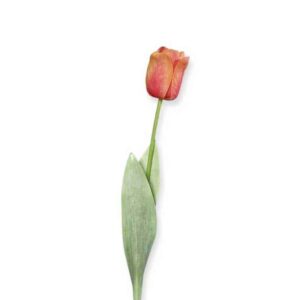 Lange tulp | 66 cm | oranje roze