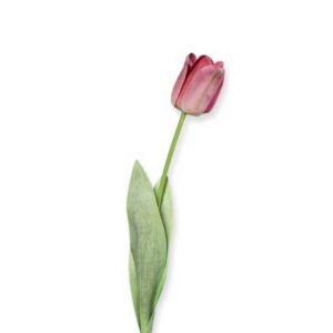 Lange tulp | 66 cm | donker roze
