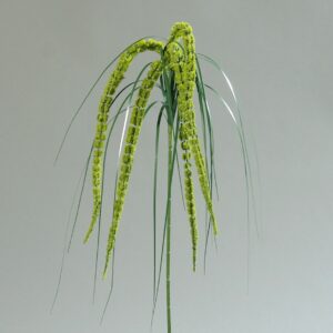 Amaranthus tak | 70 cm | groen