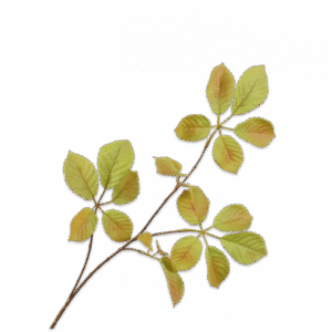 Bladtak | 74 cm | groen bruin